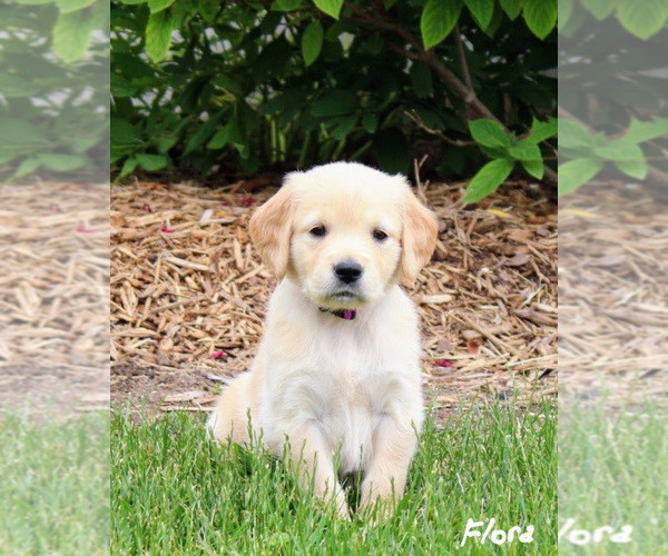 Medium Photo #1 Golden Retriever Puppy For Sale in NAPPANEE, IN, USA