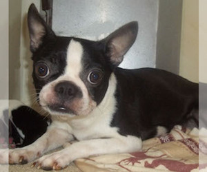 Boston Terrier Litter for sale in CRKD RVR RNCH, OR, USA