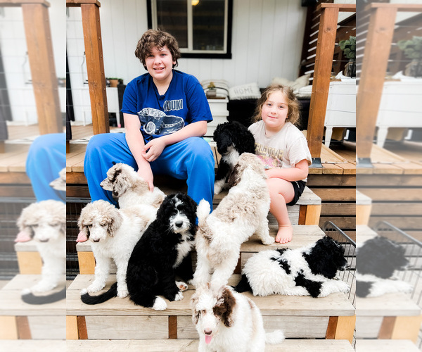 Medium Photo #1 Poodle (Standard) Puppy For Sale in GRANTS PASS, OR, USA