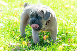 Cane Corso Litter for sale in HOOPER, CO, USA