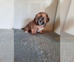 Small Photo #1 Shorkie Tzu Puppy For Sale in SHIPSHEWANA, IN, USA