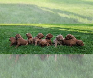 Labradoodle Litter for sale in BERLIN, PA, USA