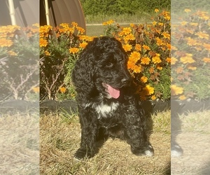 Goldendoodle Litter for sale in BOURBON, MO, USA