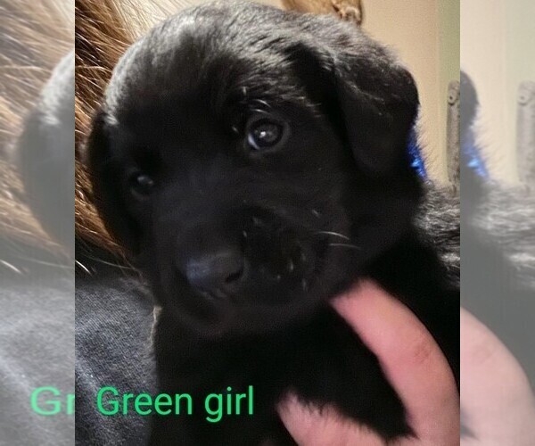 Medium Photo #1 Labrador Retriever Puppy For Sale in HASTINGS, MI, USA