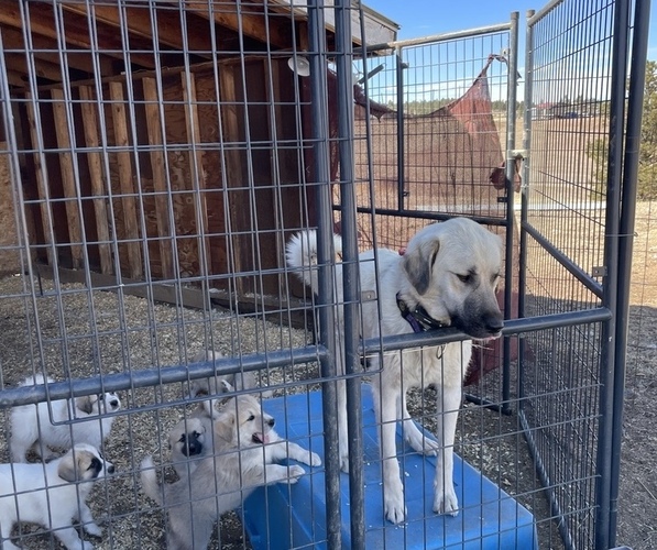 Medium Photo #1 Anatolian Shepherd-Great Pyrenees Mix Puppy For Sale in FLORISSANT, CO, USA
