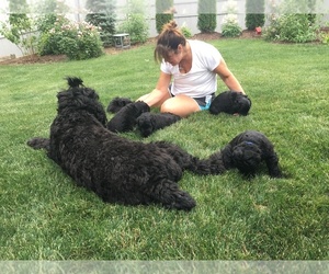 Black Russian Terrier Litter for sale in FAIRFIELD, CT, USA