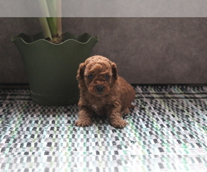 Poodle (Toy) Litter for sale in EVART, MI, USA