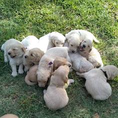 Goldendoodle Litter for sale in CHINA SPRING, TX, USA