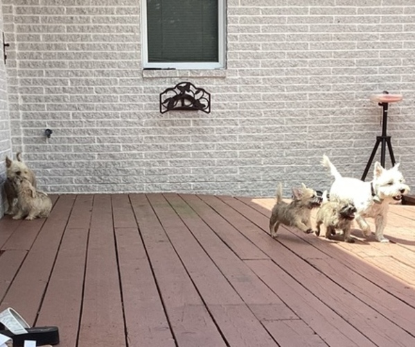 Medium Photo #1 Cairn Terrier Puppy For Sale in JOPPA, MD, USA