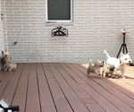 Small Photo #1 Cairn Terrier Puppy For Sale in JOPPA, MD, USA