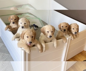 Golden Labrador Litter for sale in GAYLORD, MI, USA