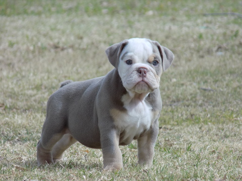 View Ad: Bulldog Litter of Puppies for Sale near Texas, EL ...