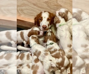 Brittany Litter for sale in SPARKS, NV, USA