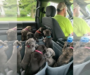 Great Dane Litter for sale in ARCHBOLD, OH, USA