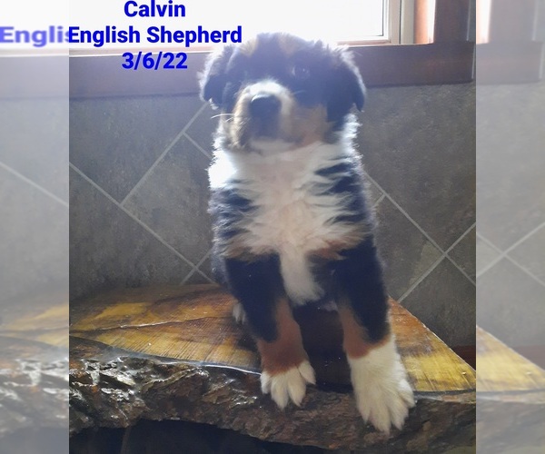Medium Photo #1 English Shepherd Puppy For Sale in SHIPSHEWANA, IN, USA