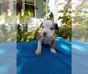 American Pit Bull Terrier Litter for sale in BAYTOWN, TX, USA