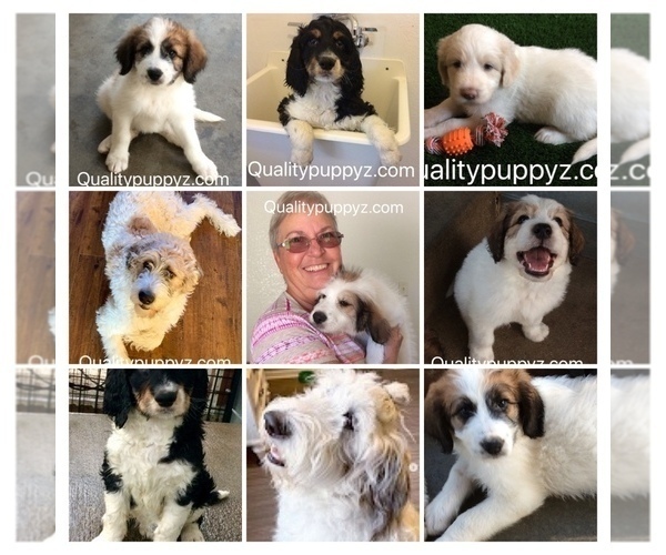 Medium Photo #1 Pyredoodle Puppy For Sale in ANZA, CA, USA