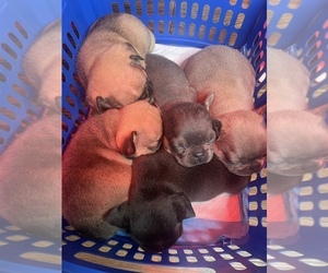French Bulldog Litter for sale in NORTH HILLS, NC, USA