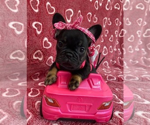 French Bulldog Litter for sale in REDMOND, WA, USA