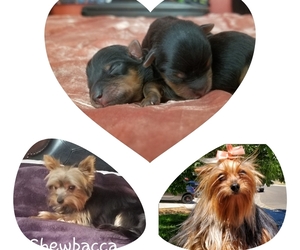 Yorkshire Terrier Litter for sale in MERCED, CA, USA