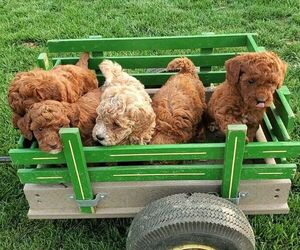 Miniature Labradoodle Litter for sale in WESTMINSTER, MD, USA