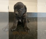 Small Photo #1 Mastador Puppy For Sale in MONTGOMERY, IN, USA