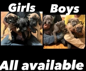 Cane Corso Litter for sale in FLORISSANT, MO, USA