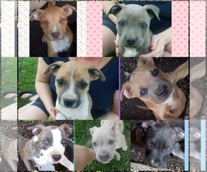 American Staffordshire Terrier Litter for sale in HAUSER, ID, USA