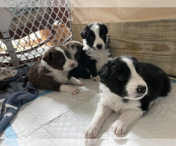 Medium Photo #1 Border Collie Puppy For Sale in HAVELOCK, NC, USA
