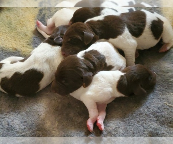 Medium Photo #1 German Shorthaired Pointer Puppy For Sale in BLUE SPRINGS, MS, USA
