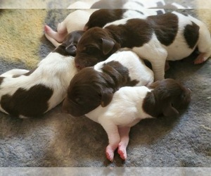 Medium German Shorthaired Pointer