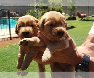 View Ad Golden Retriever Litter Of Puppies For Sale Near