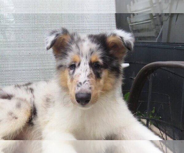 Medium Photo #1 Collie Puppy For Sale in PALM BAY, FL, USA