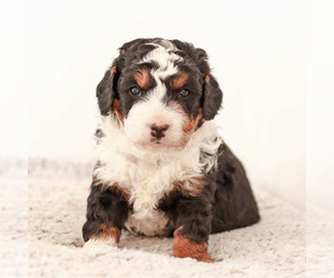 Miniature Bernedoodle Litter for sale in KILLINGER, PA, USA