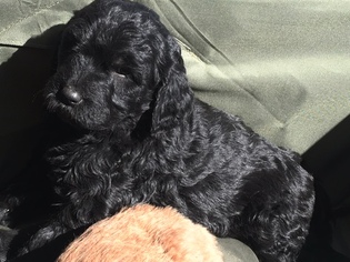 Goldendoodle Litter for sale in GOLDEN, CO, USA