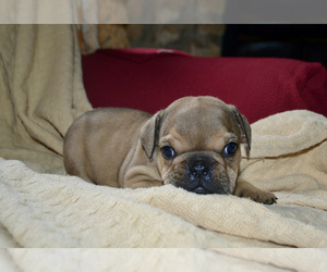 Bulldog Litter for sale in GLASGOW, KY, USA