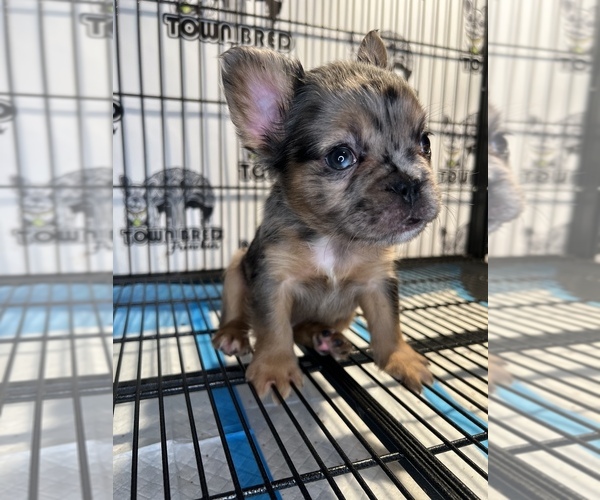 Medium Photo #1 French Bulldog Puppy For Sale in OAKLAND, CA, USA