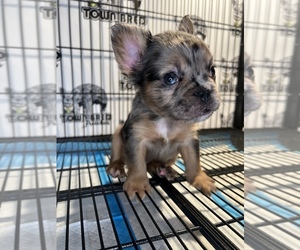 French Bulldog Litter for sale in OAKLAND, CA, USA