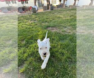 Dogo Argentino Litter for sale in BROOMALL, PA, USA