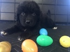 Small Photo #1 Newfoundland Puppy For Sale in MURFREESBORO, TN, USA