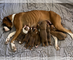 Boxer Litter for sale in MARSHFIELD, MO, USA