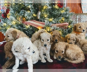 Goldendoodle Litter for sale in LUTHER, MI, USA