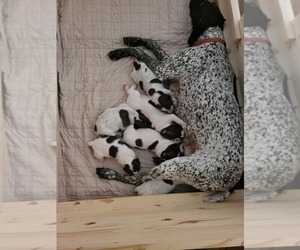 German Shorthaired Pointer Litter for sale in QUINTON, VA, USA