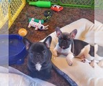Small Photo #1 French Bulldog Puppy For Sale in SEYMOUR, MO, USA