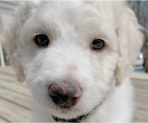 Goldendoodle-Poodle (Standard) Mix Litter for sale in DAVISON, MI, USA
