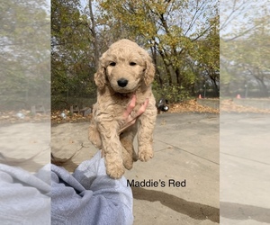 Goldendoodle Litter for sale in BRKN ARW, OK, USA