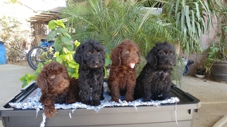Labradoodle Litter for sale in FRESNO, CA, USA