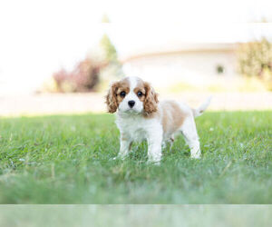 Cavalier King Charles Spaniel Litter for sale in WARSAW, IN, USA