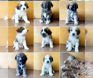 American Mastiff-Great Pyrenees Mix Litter for sale in Beausejour, Manitoba, Canada