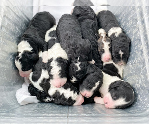 Bernedoodle-Poodle (Miniature) Mix Litter for sale in COLUMBIA, MO, USA
